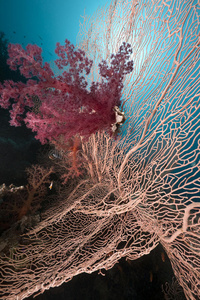 红海中的海洋和珊瑚。