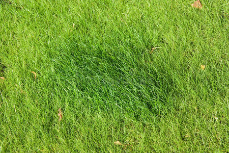 环境草坪图片-环境草坪素材-环境草坪插画-摄图新视界