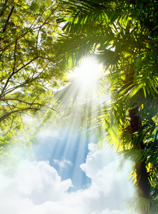 阳光树外星人图片