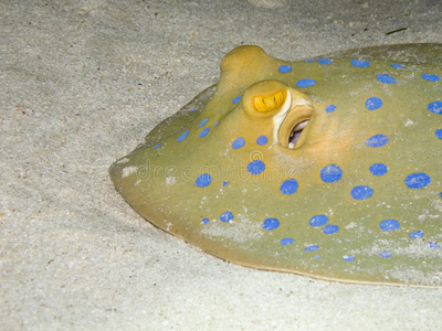 海底蓝斑斑纹鳐照片