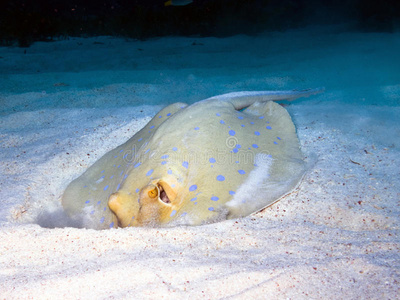 蓝斑鳐一个孤立的新鲜雷鱼