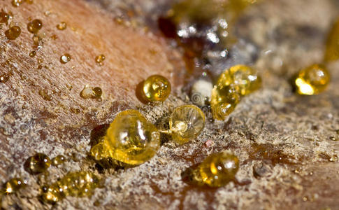 树天然琥珀色树脂图片