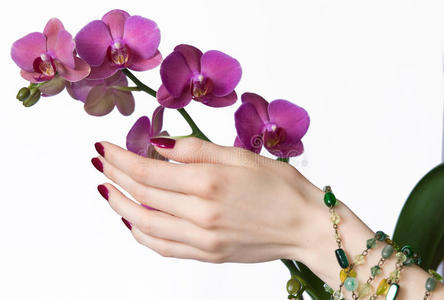 修剪整齐的手触兰花照片