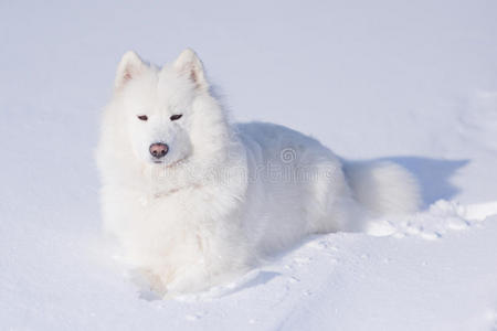 雪地上的萨摩耶狗