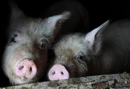 猪圈里的两只猪图片