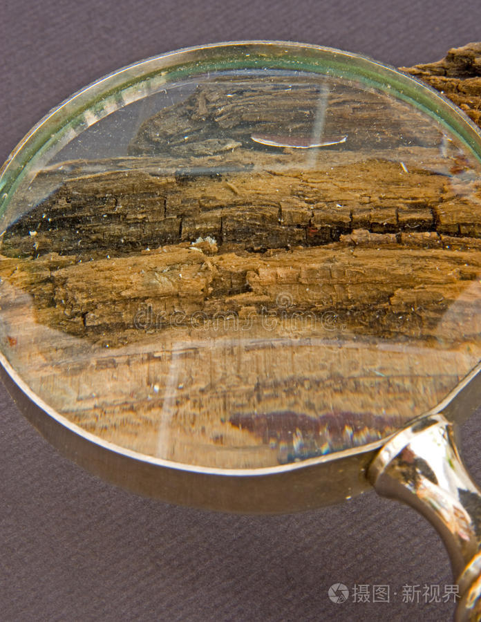 用放大镜观察的腐烂的木头