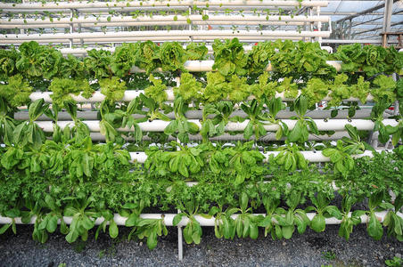 水培植物图片大全