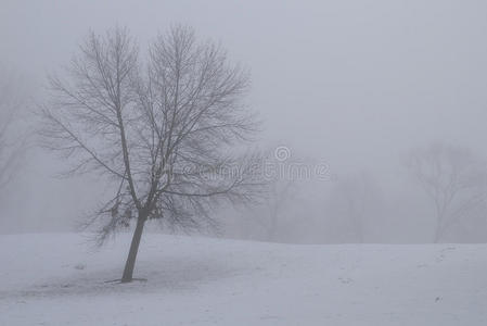 雾和雪中光秃秃的树图片