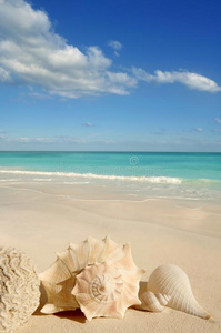 海贝海星沙绿松石加勒比海