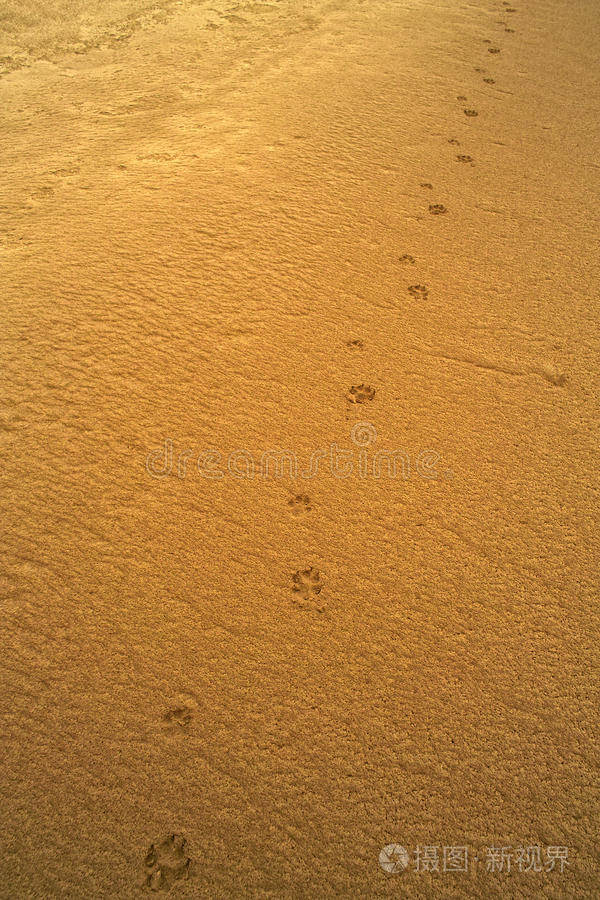 下载小样发票合同问题/举报鬣蜥狼迹雪中的熊掌印基本动物脚印灰白色