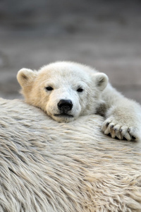 小北极熊正在休息