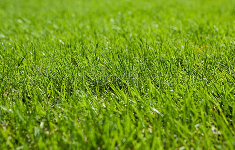 绿色草坪草图片