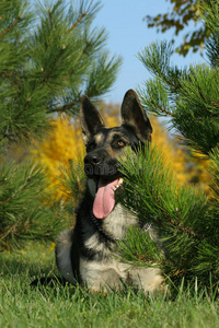 树下的俄罗斯牧羊犬