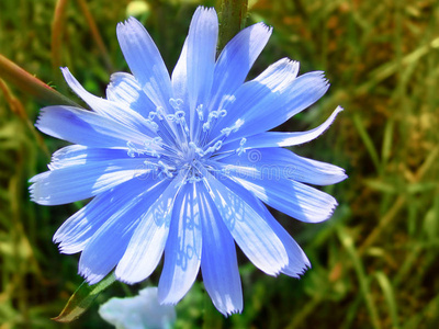 蓝色菊苣花