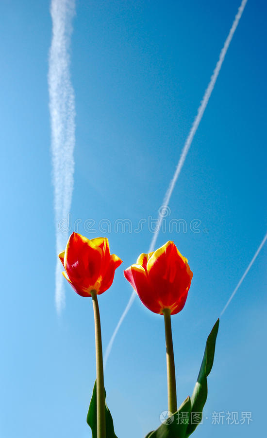 两朵红黄相间的郁金香