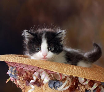 戴装饰帽的黑白小猫