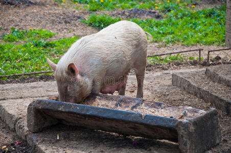 装猪吃象图片