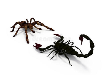 蝎子蜘蛛图片