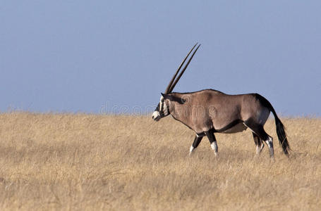 gemsbok羚羊纳米比亚