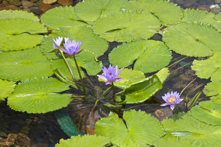 莲花池林庵图片