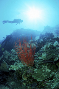 潜水员监视的红珊瑚