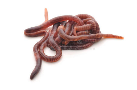 案例蠕虫图片-案例蠕虫素材-案例蠕虫插画-摄图新视界