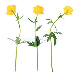 黄花菜地插画-黄花菜地手绘-黄花菜地卡通图-摄图新视界