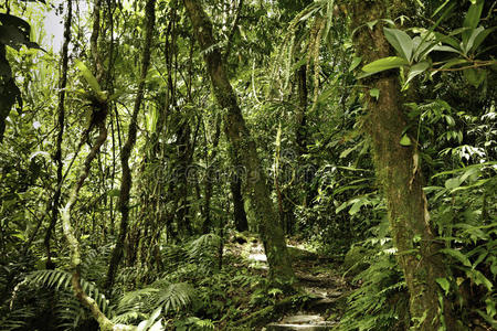 热带雨林绿色亚马逊原始丛林