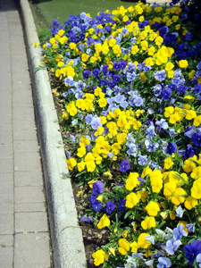 花园石径和花