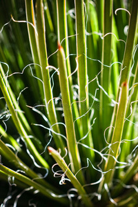 红丝兰沙漠植物的茎图片