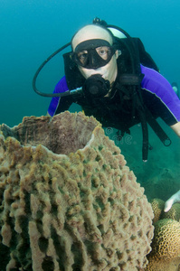 海绵珊瑚潜水者