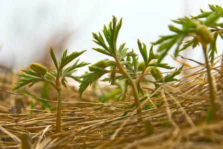 春季植物区系