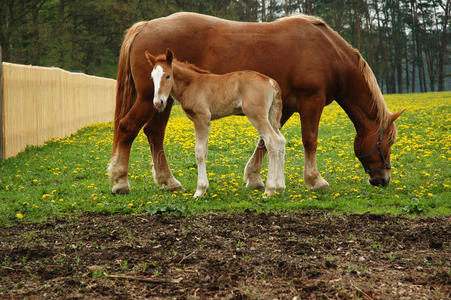 马,妈妈和三天的马驹照片