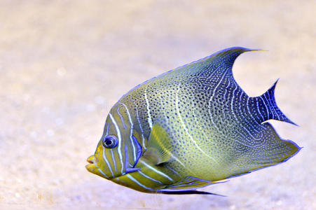 鲜亮的热带鱼