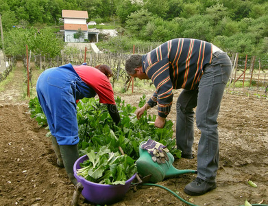 夫妻俩一起挑柴照片