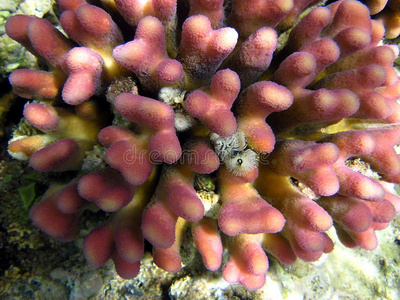 粉红珊瑚礁图片