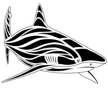 鲨鱼，纹身