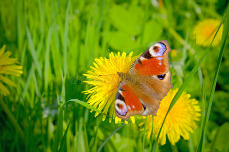 美丽的蝴蝶和黄色的蒲公英。