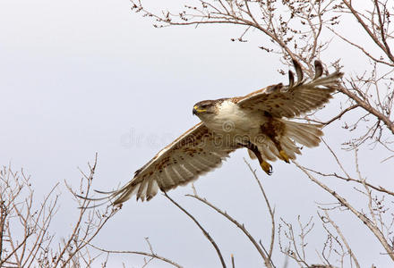 铁的鹰飞行中的铁鹰照片