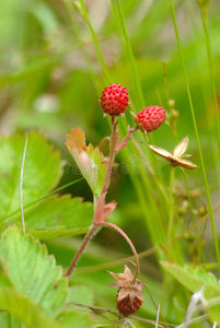 野草莓