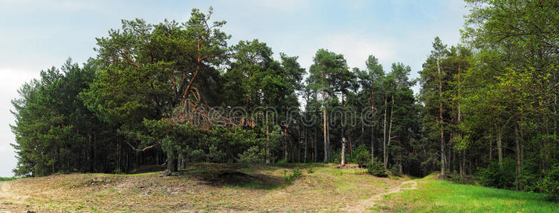 休息 日志 海滩 树叶 灌木丛 空气 放松 天空 森林 草本植物