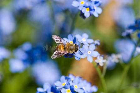 坐在蓝色花朵上的蜜蜂