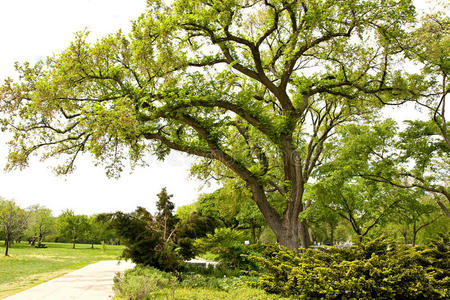 春天公园里有一棵老绿树