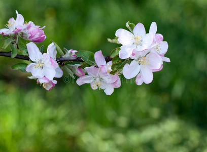 苹果花