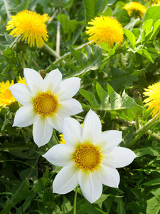 花装饰白黄色花瓣
