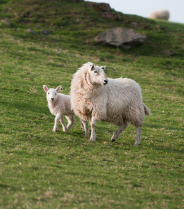 母羊羊