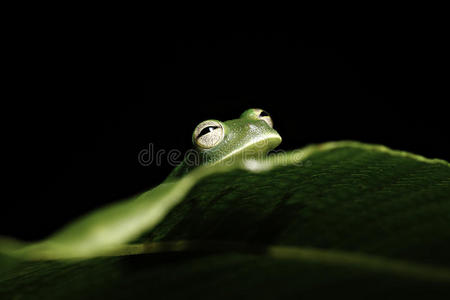 亚马逊雨林绿树蛙藏叶