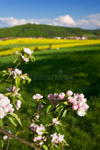 开花苹果树春天