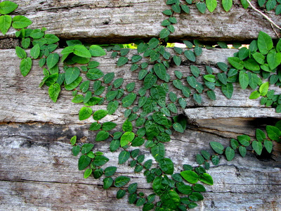 爬山虎式藤蔓图片
