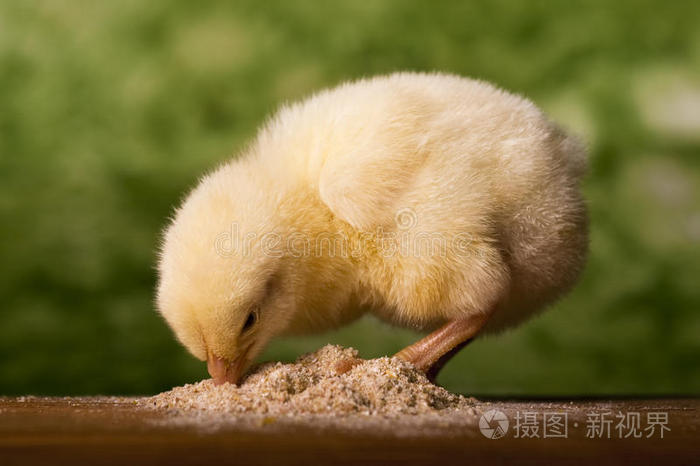 小鸡在吃饭